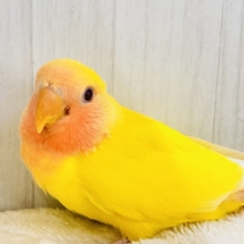 画像更新✨ピッカピカのぴよぴよ🎒💛小桜インコのルチノーカラー入舎しました！