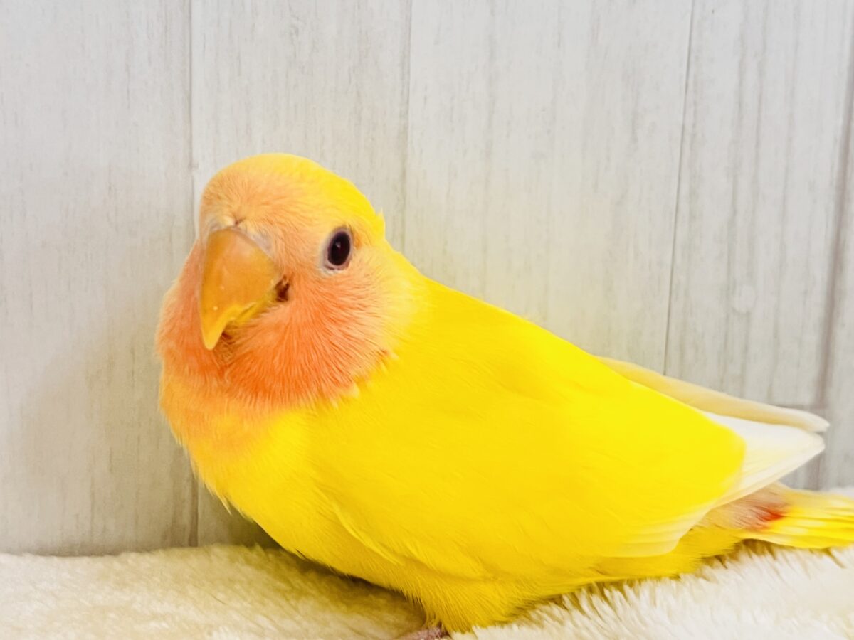 画像更新✨ピッカピカのぴよぴよ🎒💛小桜インコのルチノーカラー入舎しました！