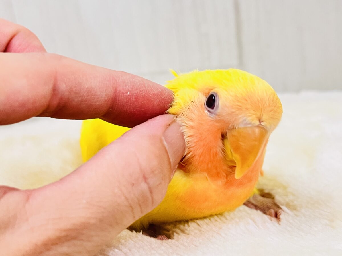 画像更新✨ピッカピカのぴよぴよ🎒💛小桜インコのルチノーカラー入舎しました! コザクラインコ(小桜インコ)
