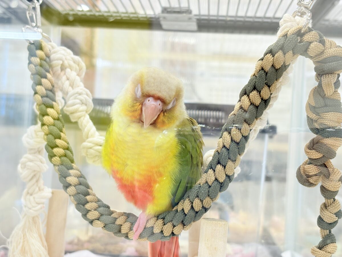 【最新画像・動画更新🪄】常夏⛱もこもこパインちゃん🐣🍍💖ウロコインコ(パイナップル) ヒナ ホオミドリウロコインコ