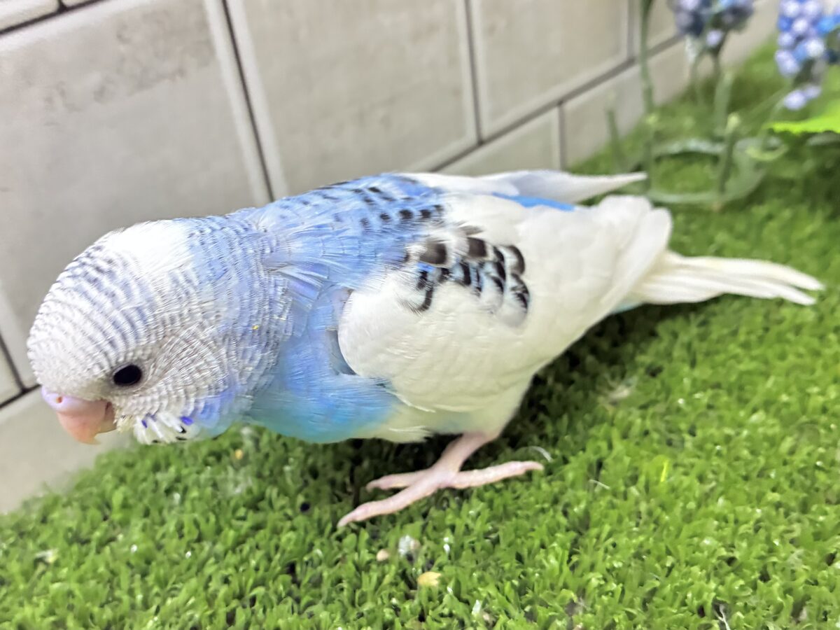 ✨最新画像✨蒼が住んだ🦋 一羽のカモメ⌒(ё)⌒🤍セキセイインコ(ブルーパイド2026年7月生まれ) セキセイインコ