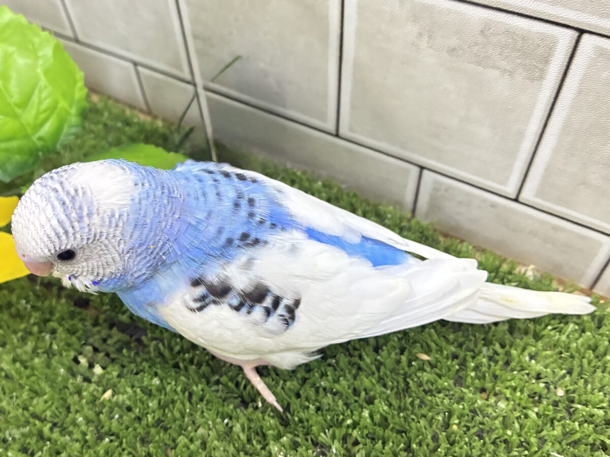 ✨最新画像✨蒼が住んだ🦋 一羽のカモメ⌒(ё)⌒🤍セキセイインコ(ブルーパイド2026年7月生まれ) セキセイインコ