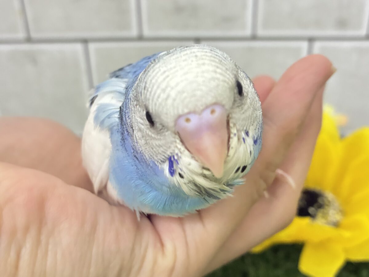✨最新画像✨蒼が住んだ🦋 一羽のカモメ⌒(ё)⌒🤍セキセイインコ(ブルーパイド2026年7月生まれ) セキセイインコ