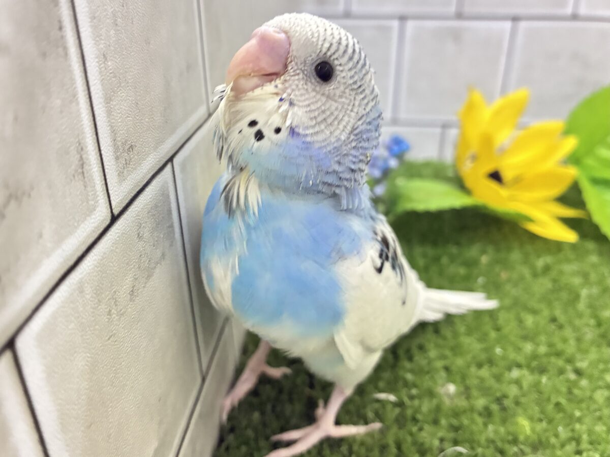 ✨最新画像✨蒼が住んだ🦋 一羽のカモメ⌒(ё)⌒🤍セキセイインコ(ブルーパイド2026年7月生まれ) セキセイインコ