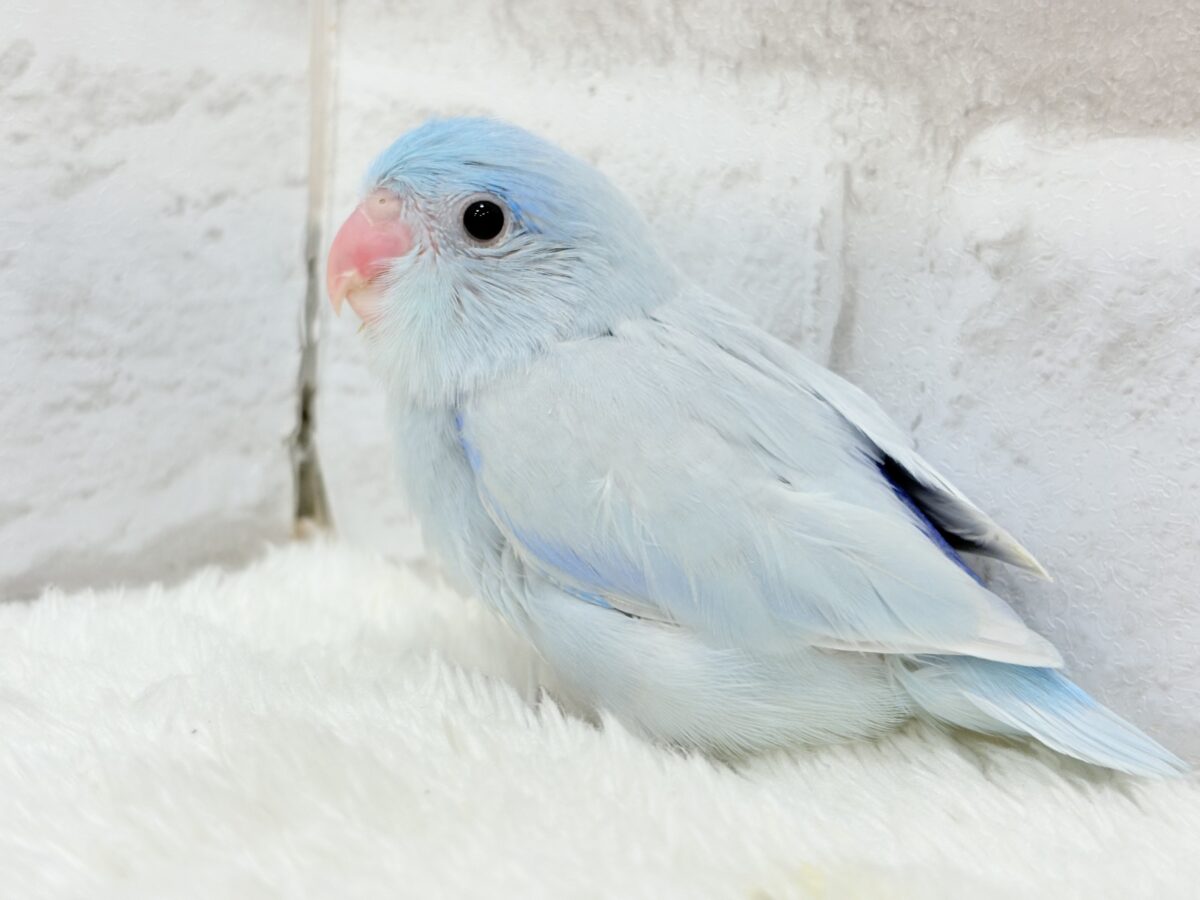 【最新画像更新🪄】おめめくりくり♡透明感たっぷり王子様🐣👑マメルリハ(アメリカンホワイト)男の子 ヒナ マメルリハ