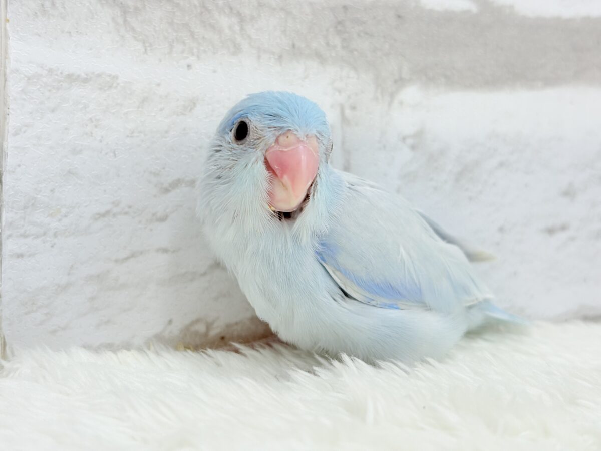 【最新画像更新🪄】おめめくりくり♡透明感たっぷり王子様🐣👑マメルリハ(アメリカンホワイト)男の子 ヒナ マメルリハ