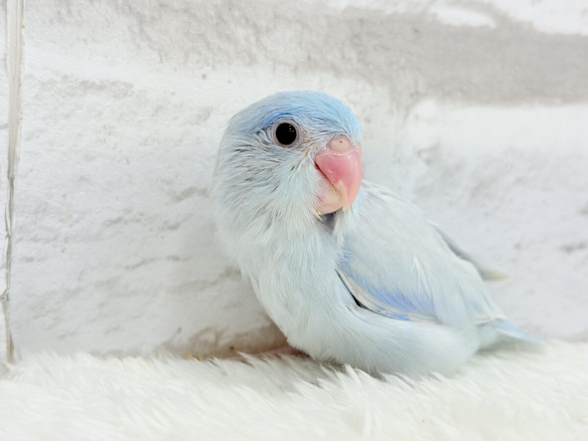 【最新画像更新🪄】おめめくりくり♡透明感たっぷり王子様🐣👑マメルリハ(アメリカンホワイト)男の子 ヒナ マメルリハ