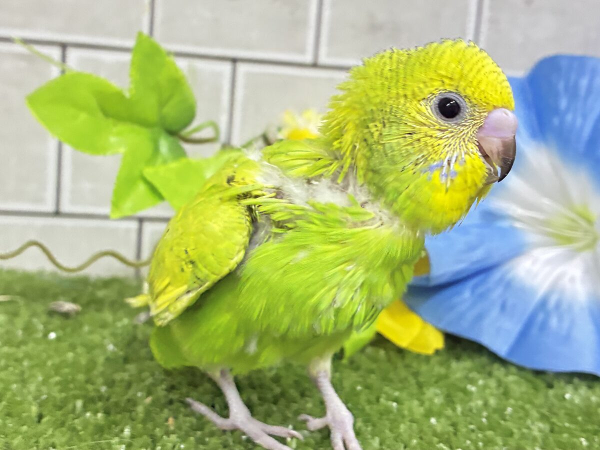 ✨最新画像更新✨日当り良好🫶若葉マシマシで🍥🍜セキセイインコ(イエロースパングル/2026年7月生まれ) セキセイインコ