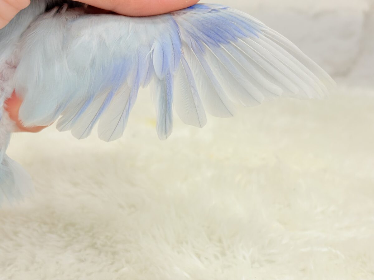 【最新画像更新🪄】おめめくりくり♡透明感たっぷり王子様🐣👑マメルリハ(アメリカンホワイト)男の子 ヒナ マメルリハ