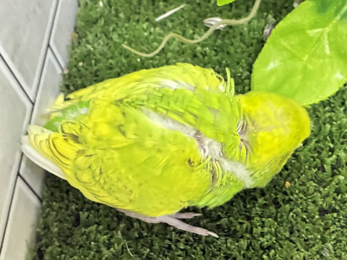 ✨最新画像更新✨日当り良好🫶若葉マシマシで🍥🍜セキセイインコ(イエロースパングル/2026年7月生まれ) セキセイインコ
