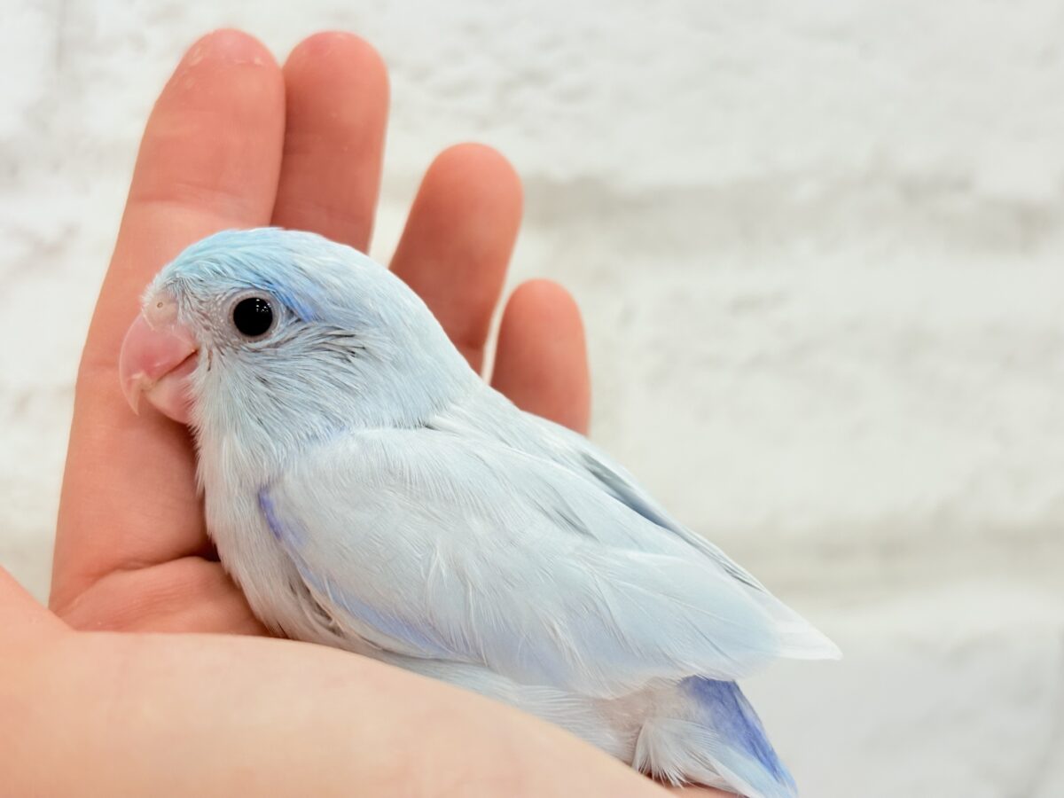 【最新画像更新🪄】おめめくりくり♡透明感たっぷり王子様🐣👑マメルリハ(アメリカンホワイト)男の子 ヒナ マメルリハ