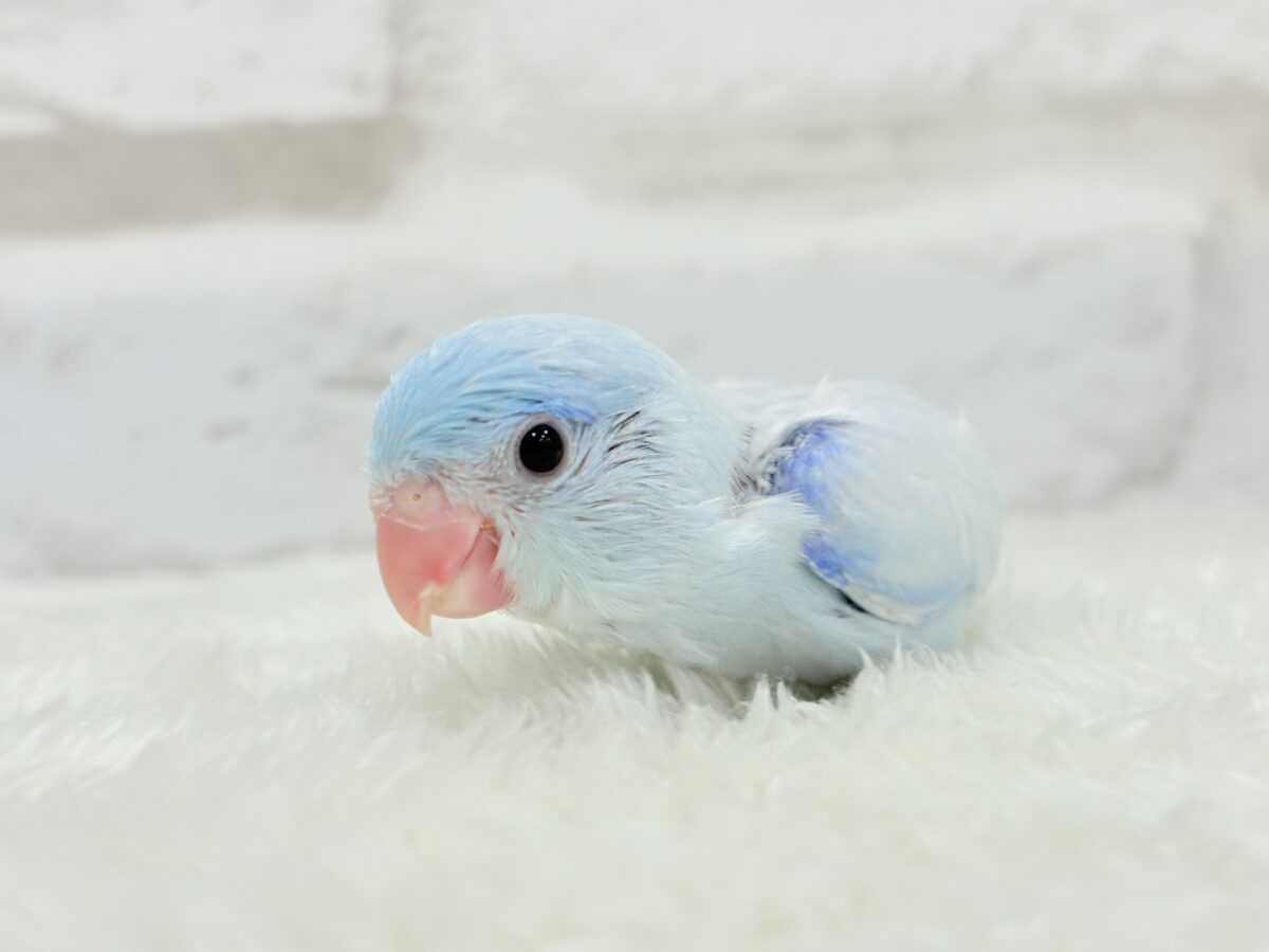 マメルリハ