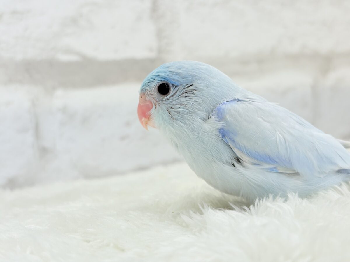 マメルリハ