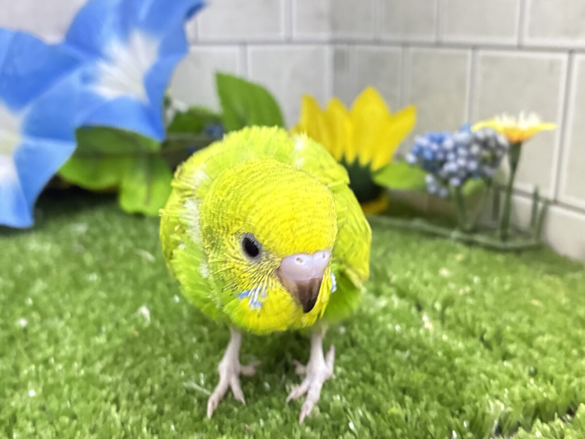 ✨最新画像更新✨日当り良好🫶若葉マシマシで🍥🍜セキセイインコ(イエロースパングル/2026年7月生まれ) セキセイインコ