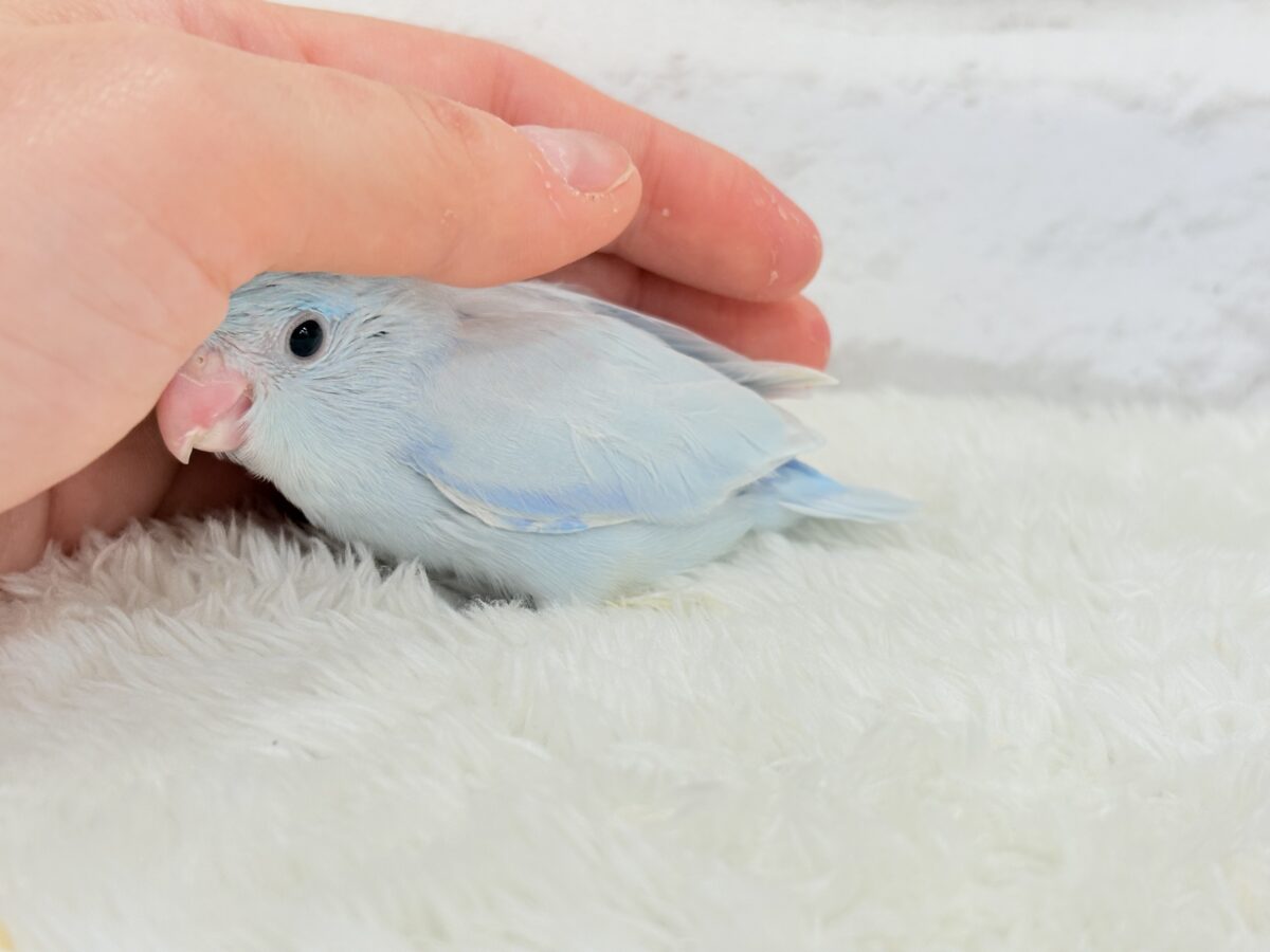 【最新画像更新🪄】おめめくりくり♡透明感たっぷり王子様🐣👑マメルリハ(アメリカンホワイト)男の子 ヒナ マメルリハ