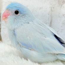 【最新画像更新🪄】おめめくりくり♡透明感たっぷり王子様🐣👑マメルリハ(アメリカンホワイト)男の子 ヒナ