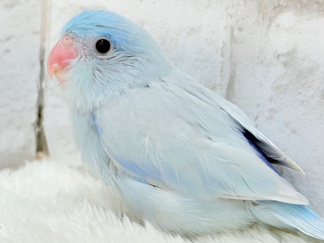 【最新画像更新🪄】おめめくりくり♡透明感たっぷり王子様🐣👑マメルリハ(アメリカンホワイト)男の子 ヒナ