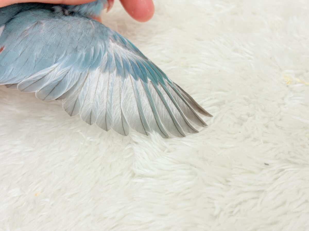 【最新画像更新🪄】優しいブルーと優しいお顔🐣💙マメルリハ(ブルーパイド)女の子 ヒナ マメルリハ