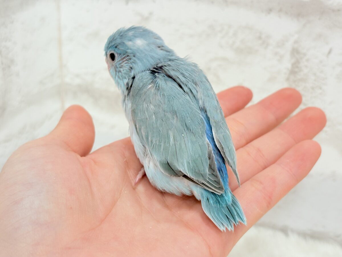 マメルリハ