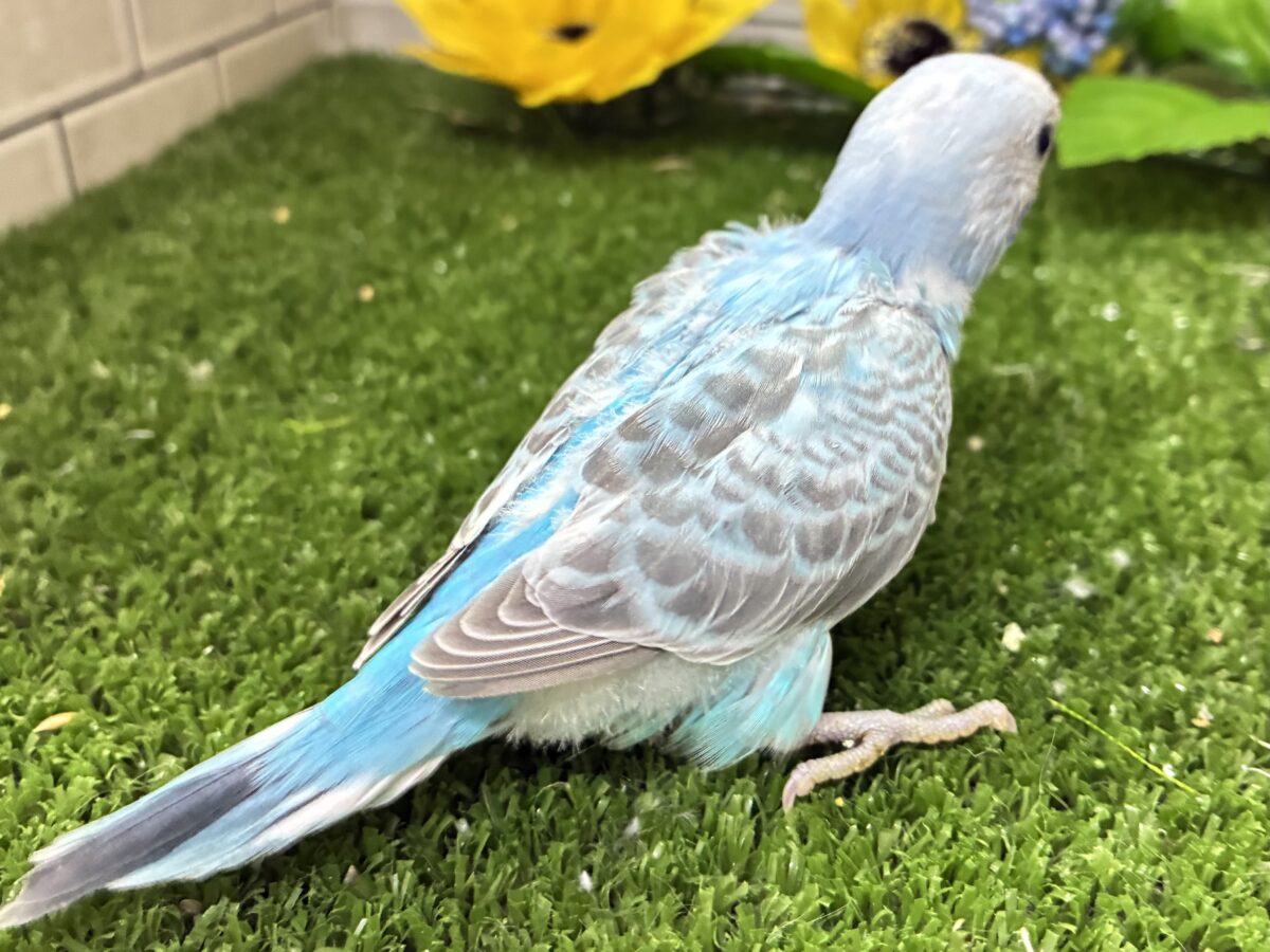 (*・ω・*)wkwk🌟⋆꙳空におえかき🎨✍セキセイインコ(水色オパーリン/2026年7月生まれ) セキセイインコ