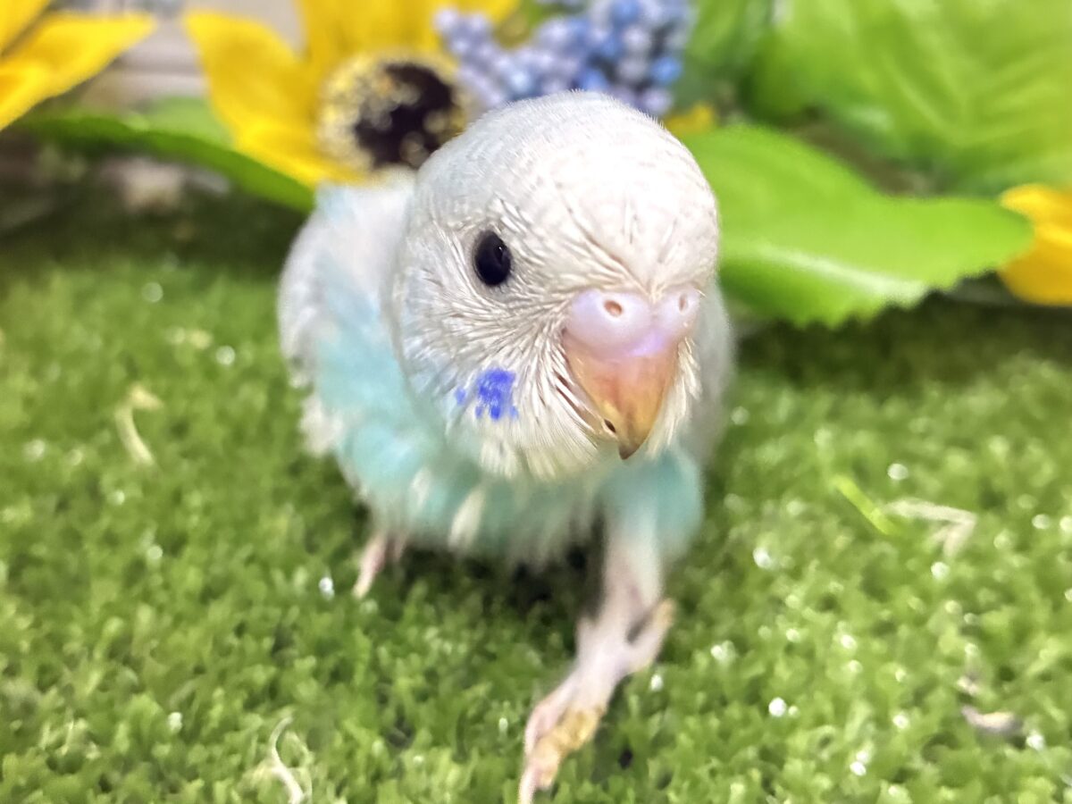 (*・ω・*)wkwk🌟⋆꙳空におえかき🎨✍セキセイインコ(水色オパーリン/2026年7月生まれ) セキセイインコ