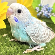 (*・ω・*)wkwk🌟⋆꙳空におえかき🎨✍セキセイインコ(水色オパーリン/2026年7月生まれ)