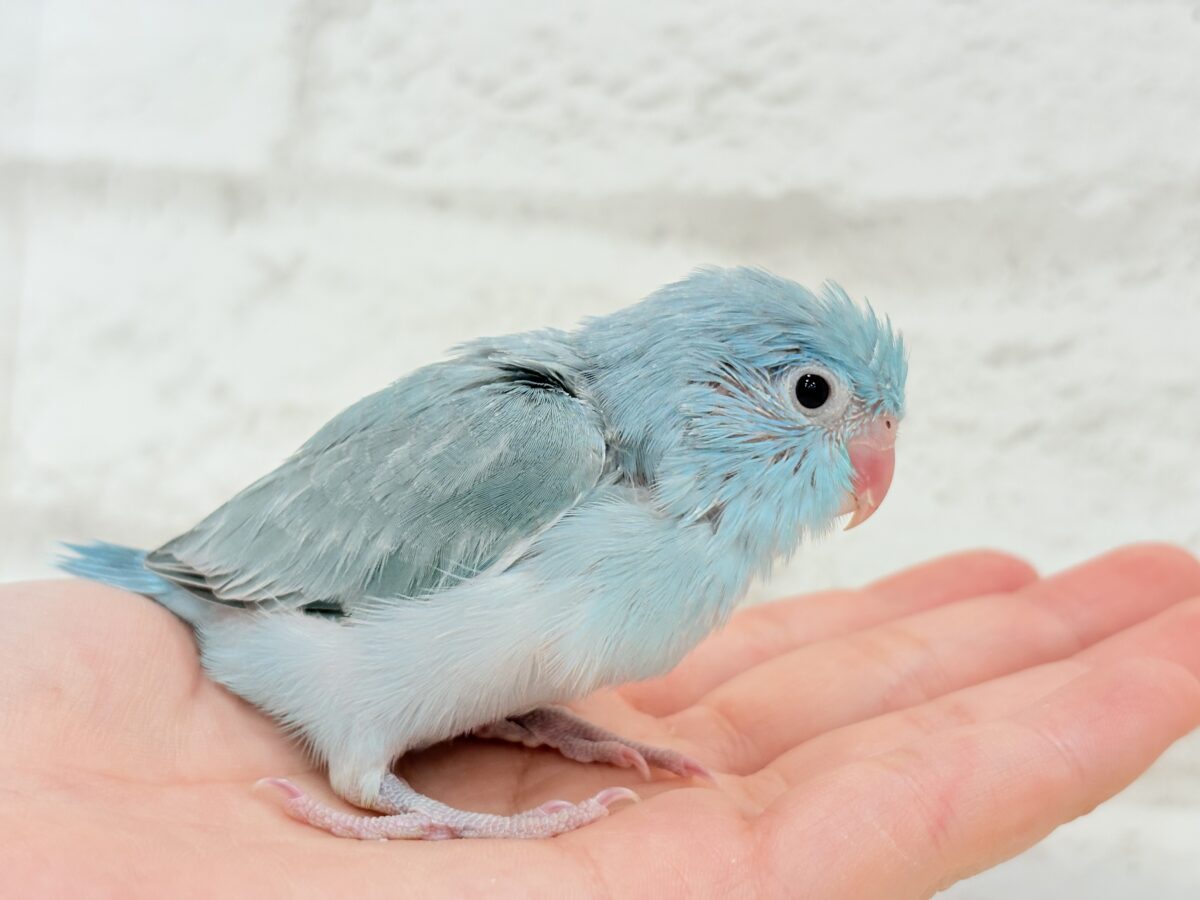 【最新画像更新🪄】優しいブルーと優しいお顔🐣💙マメルリハ(ブルーパイド)女の子 ヒナ マメルリハ