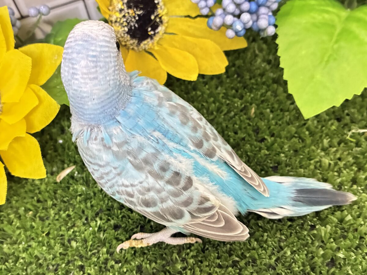 (*・ω・*)wkwk🌟⋆꙳空におえかき🎨✍セキセイインコ(水色オパーリン/2026年7月生まれ) セキセイインコ