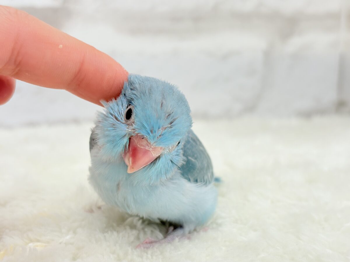 【最新画像更新🪄】優しいブルーと優しいお顔🐣💙マメルリハ(ブルーパイド)女の子 ヒナ マメルリハ