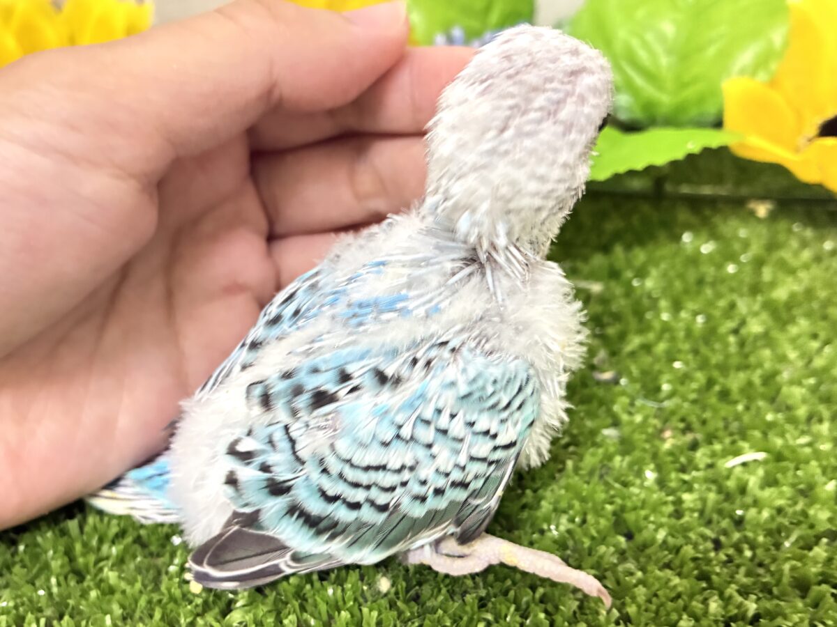 ✨最新画像✨kawaiiを巻き起こす‼️スイスイ団扇🪭💧セキセイインコ(水色オパーリン/2026年7月生まれ) セキセイインコ