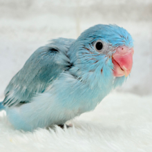 【最新画像更新🪄】優しいブルーと優しいお顔🐣💙マメルリハ(ブルーパイド)女の子 ヒナ