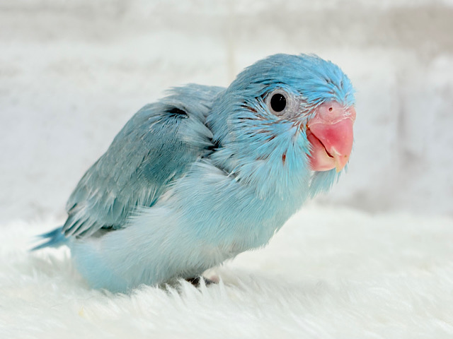 【最新画像更新🪄】優しいブルーと優しいお顔🐣💙マメルリハ(ブルーパイド)女の子 ヒナ
