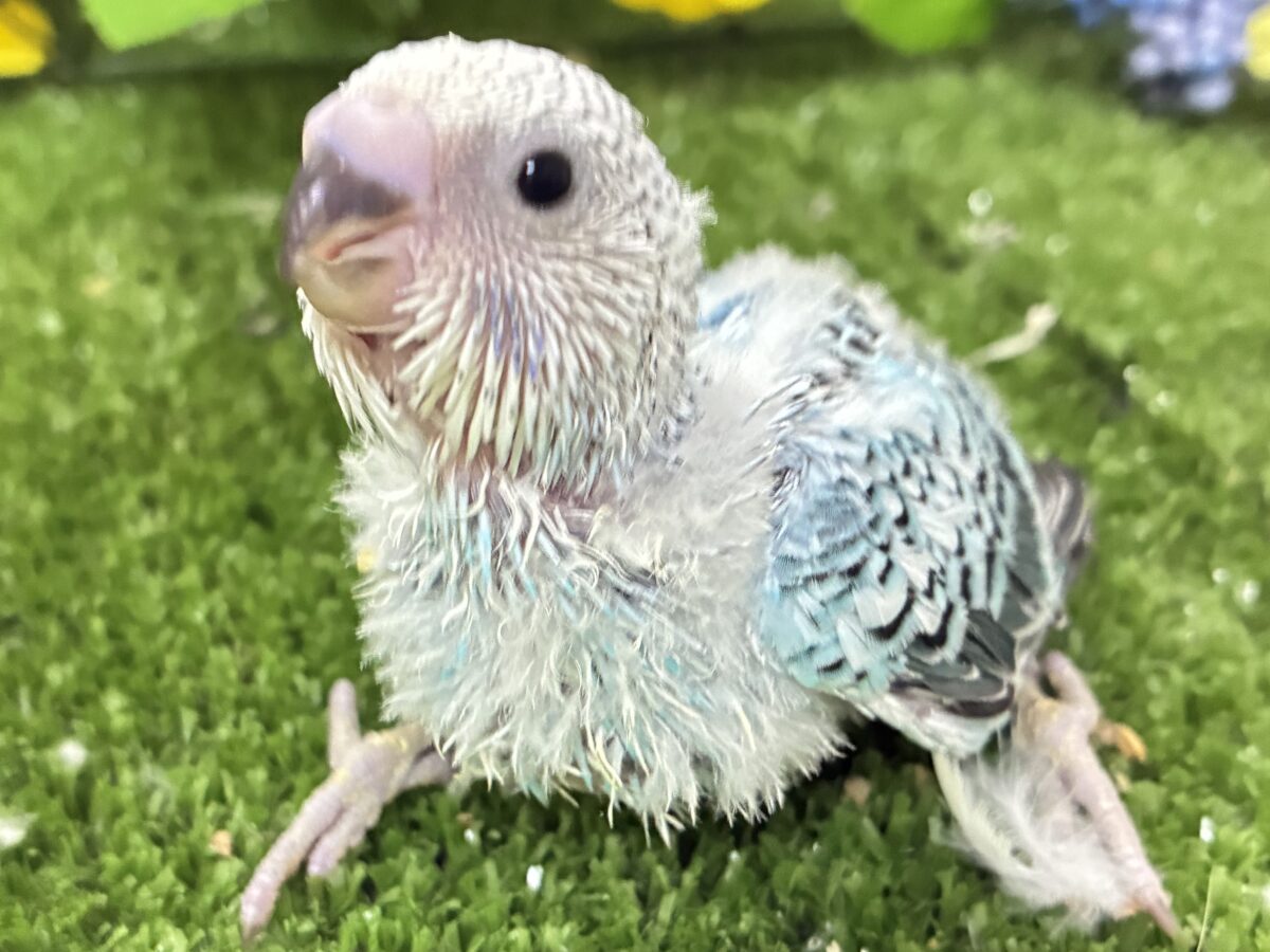 ✨最新画像✨kawaiiを巻き起こす‼️スイスイ団扇🪭💧セキセイインコ(水色オパーリン/2026年7月生まれ) セキセイインコ