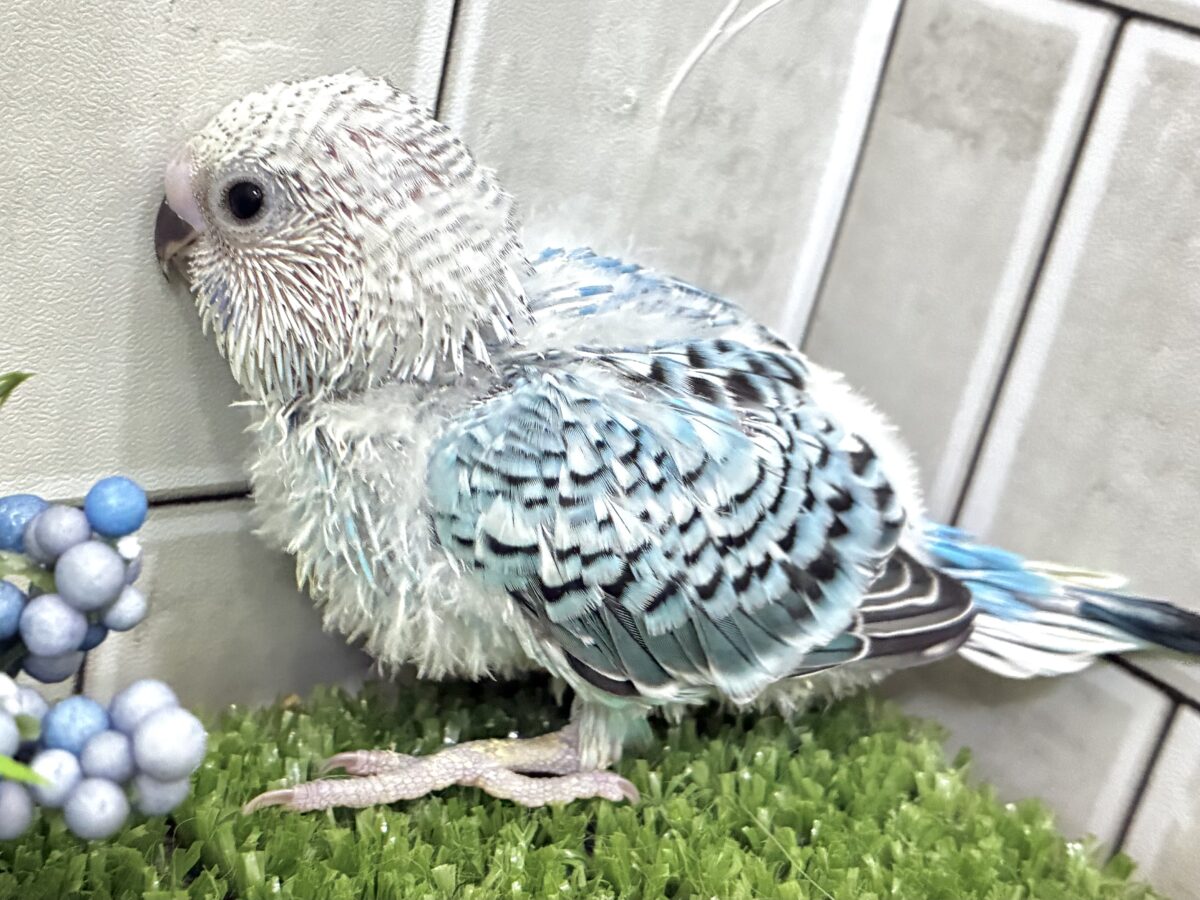 ✨最新画像✨kawaiiを巻き起こす‼️スイスイ団扇🪭💧セキセイインコ(水色オパーリン/2026年7月生まれ) セキセイインコ