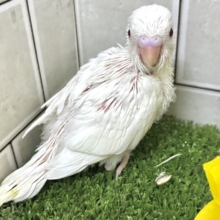 こっち見て🥺濃い恋みるきぃ🍬‎🤍‎セキセイインコ(アルビノ/2026年7月生まれ)