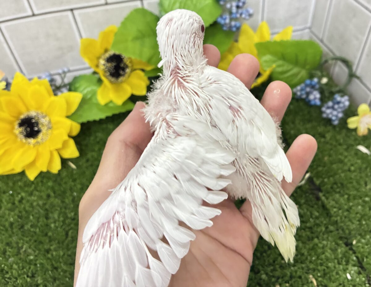こっち見て🥺濃い恋みるきぃ🍬🤍セキセイインコ(アルビノ/2026年7月生まれ) セキセイインコ