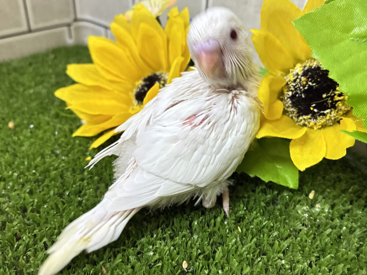 こっち見て🥺濃い恋みるきぃ🍬🤍セキセイインコ(アルビノ/2026年7月生まれ) セキセイインコ
