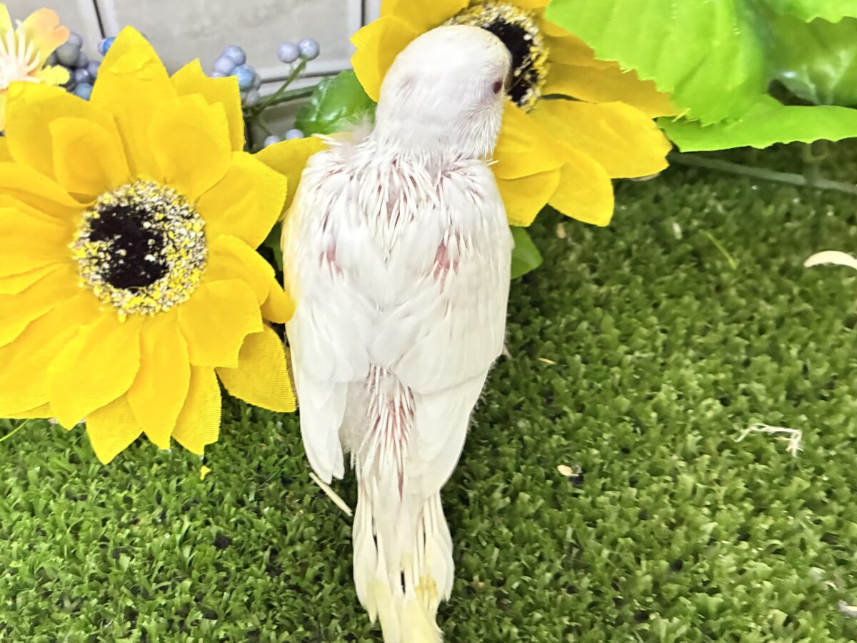 こっち見て🥺濃い恋みるきぃ🍬🤍セキセイインコ(アルビノ/2026年7月生まれ) セキセイインコ