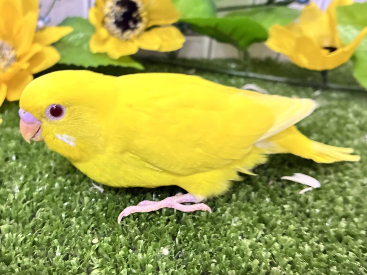 目移り錦糸?!❌黄身がスキ💛*॰ॱセキセイインコ(ルチノー/2026年7月生まれ) セキセイインコ