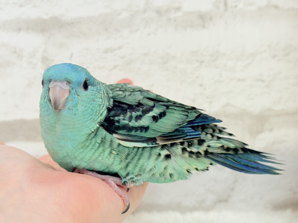 【最新画像更新🪄】可愛いお顔のヒナちゃん通ります🐣💎💖サザナミインコ(ターコイズ) ヒナ サザナミインコ