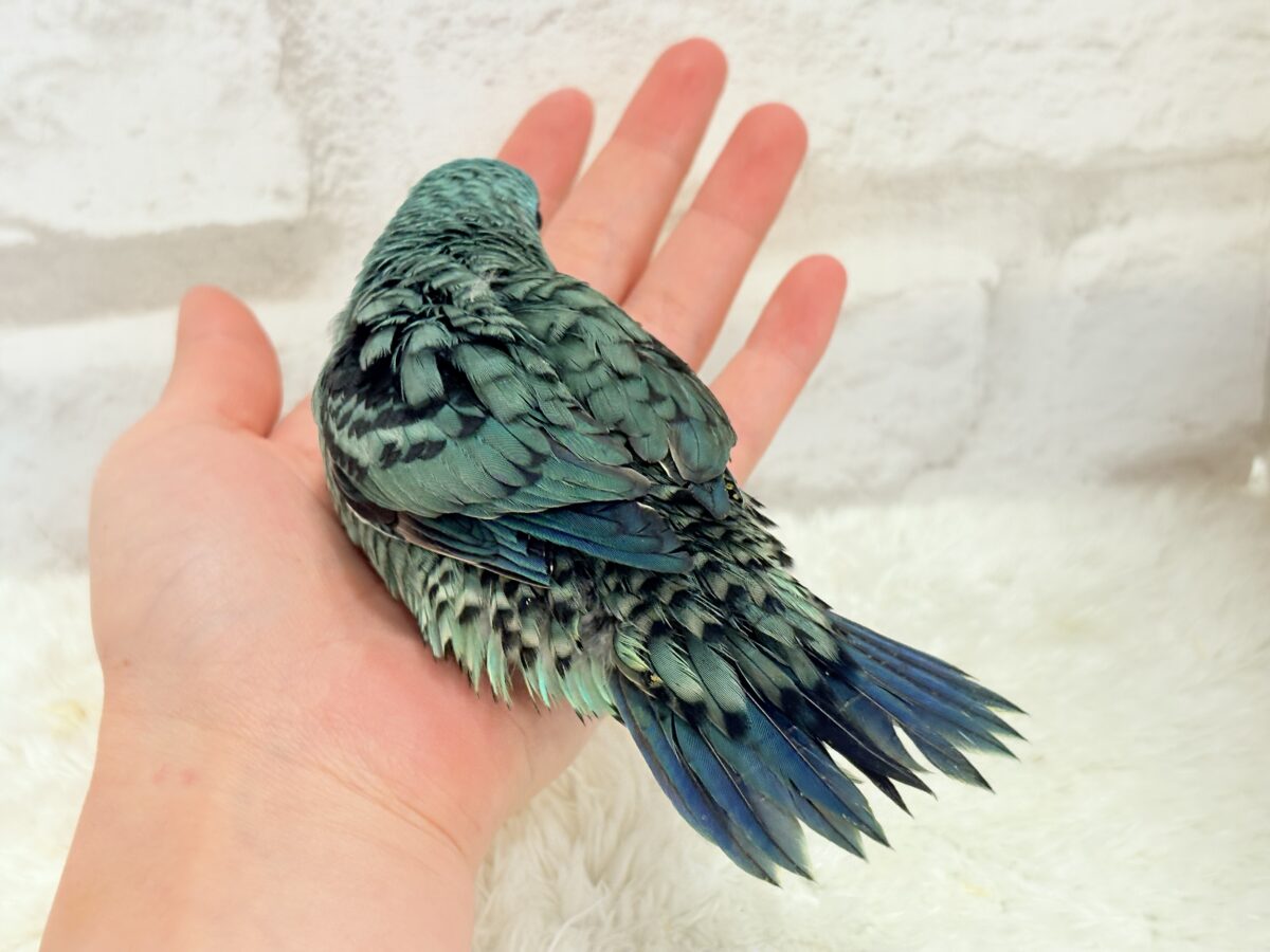 サザナミインコ