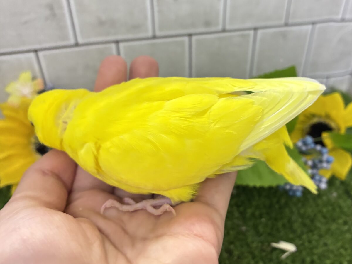 目移り錦糸?!❌黄身がスキ💛*॰ॱセキセイインコ(ルチノー/2026年7月生まれ) セキセイインコ