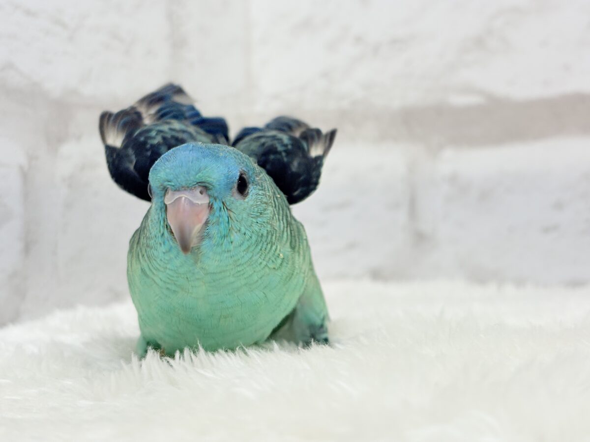 サザナミインコ