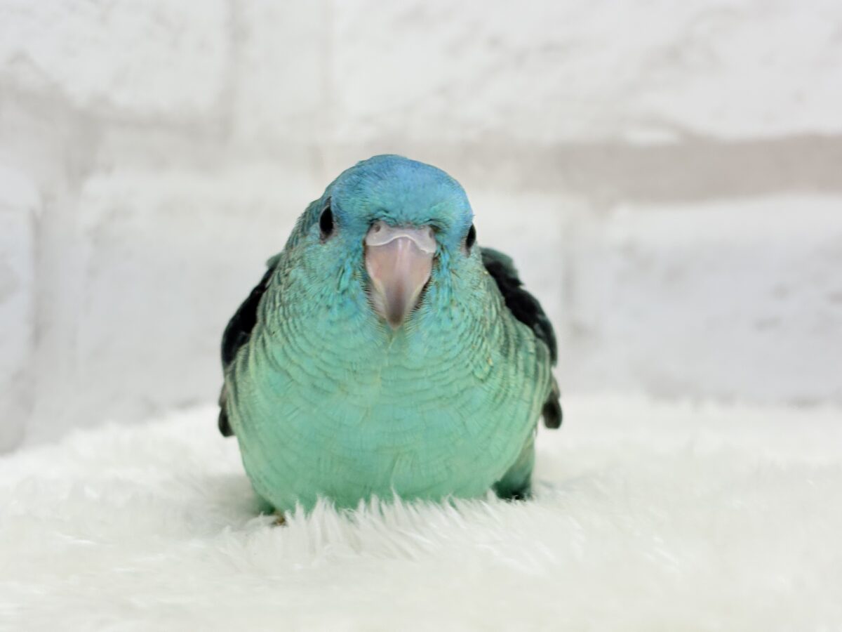 【最新画像更新🪄】可愛いお顔のヒナちゃん通ります🐣💎💖サザナミインコ(ターコイズ) ヒナ サザナミインコ
