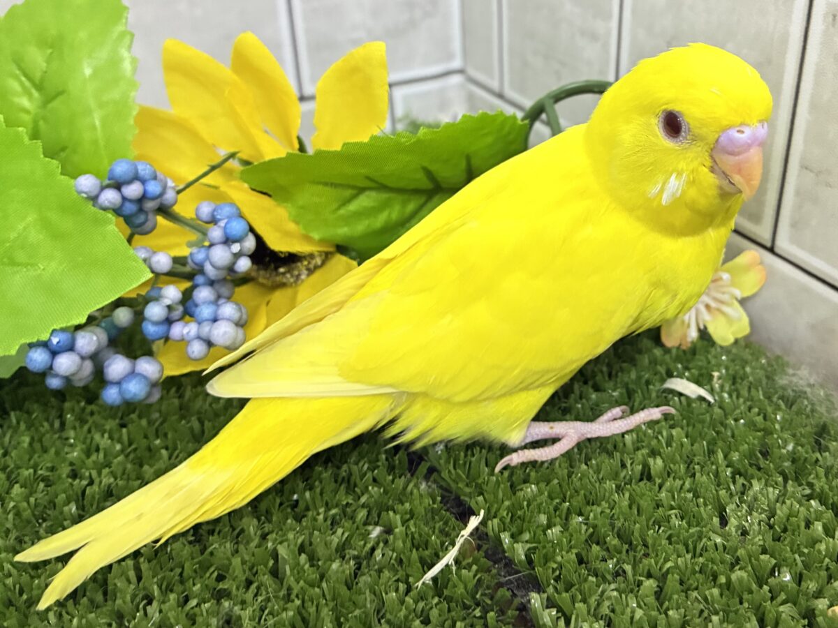 目移り錦糸?!❌黄身がスキ💛*॰ॱセキセイインコ(ルチノー/2026年7月生まれ) セキセイインコ