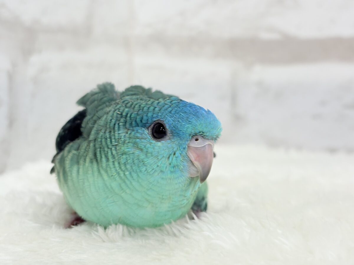 【最新画像更新🪄】可愛いお顔のヒナちゃん通ります🐣💎💖サザナミインコ(ターコイズ) ヒナ サザナミインコ