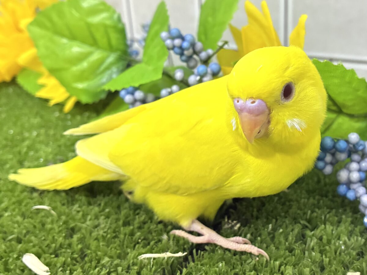 目移り錦糸?!❌黄身がスキ💛*॰ॱセキセイインコ(ルチノー/2026年7月生まれ) セキセイインコ
