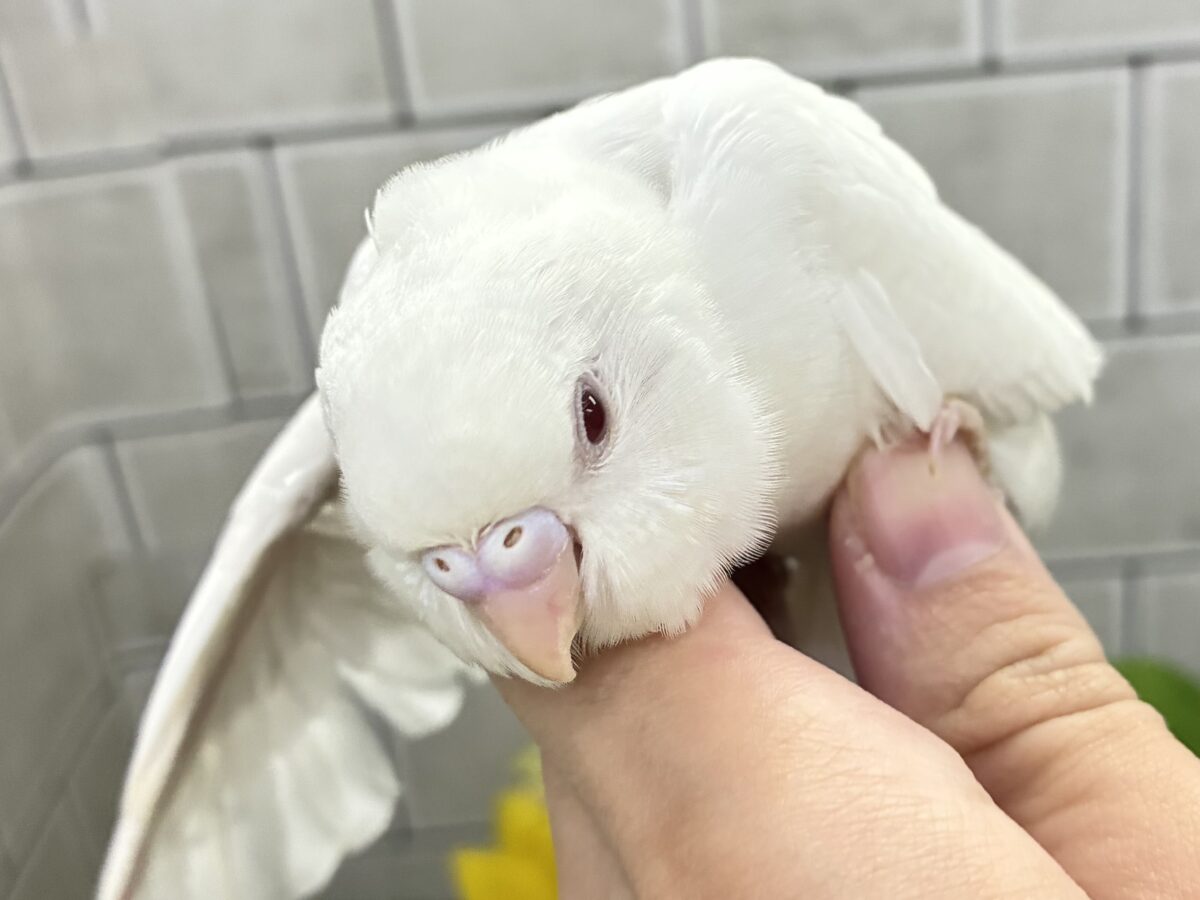 メロミル〜🍼💕こりゃ愛すしかない!🍨*. ゚セキセイインコ(アルビノ/2026年7月生まれ) セキセイインコ