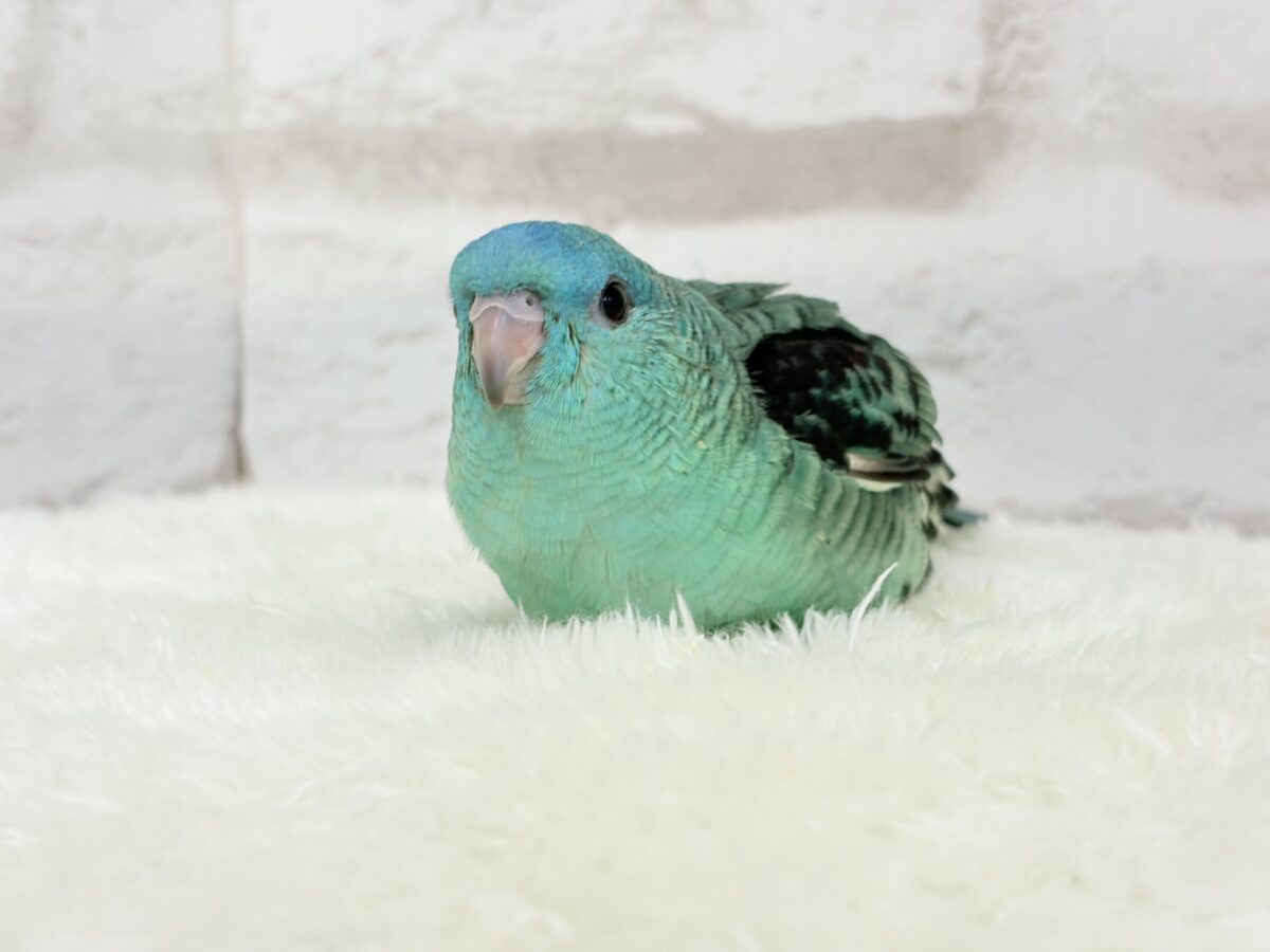 【最新画像更新🪄】可愛いお顔のヒナちゃん通ります🐣💎💖サザナミインコ(ターコイズ) ヒナ サザナミインコ