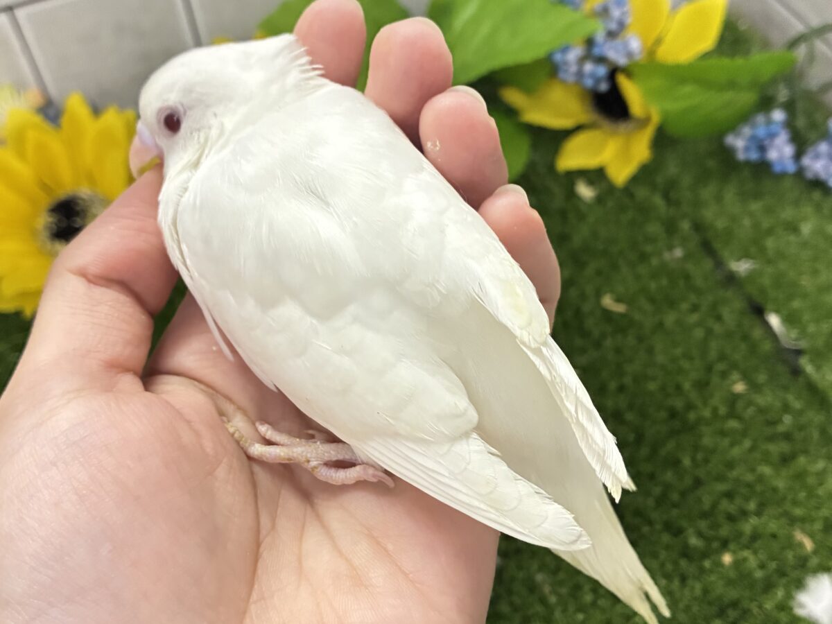 メロミル〜🍼💕こりゃ愛すしかない!🍨*. ゚セキセイインコ(アルビノ/2026年7月生まれ) セキセイインコ